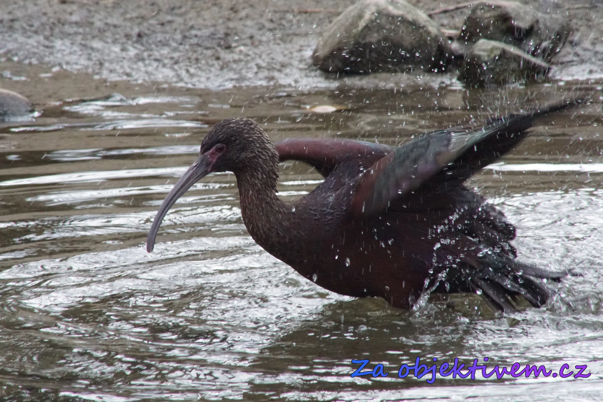 Ibis americký